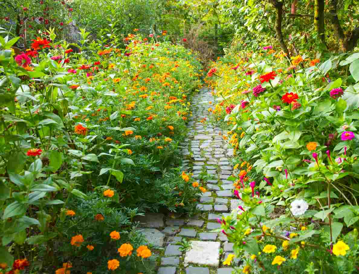 pathway-garden-surrounded-by-lot-colorful-flowers